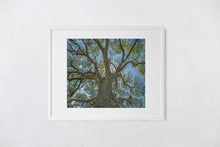 Load image into Gallery viewer, Monkeypod Tree, Sprawling Branches, Moanalua Gardens, Oahu, Hawaii, Matted Photo Art Print, Image