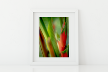 Load image into Gallery viewer, Red heliconia, lush green jungle foliage, Abstract, Manoa, Oahu, Hawaii, Framed Matted Photo Print, Image