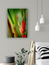 Load image into Gallery viewer, Red heliconia, lush green jungle foliage, Abstract, Manoa, Oahu, Hawaii, Metal Art Print, Living Room Interior, Image
