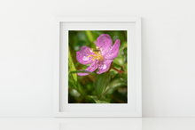 Load image into Gallery viewer, Tiny insect, purple flower, raindrops, rainforest, Oahu, Hawaii, Matted Photo Print, image