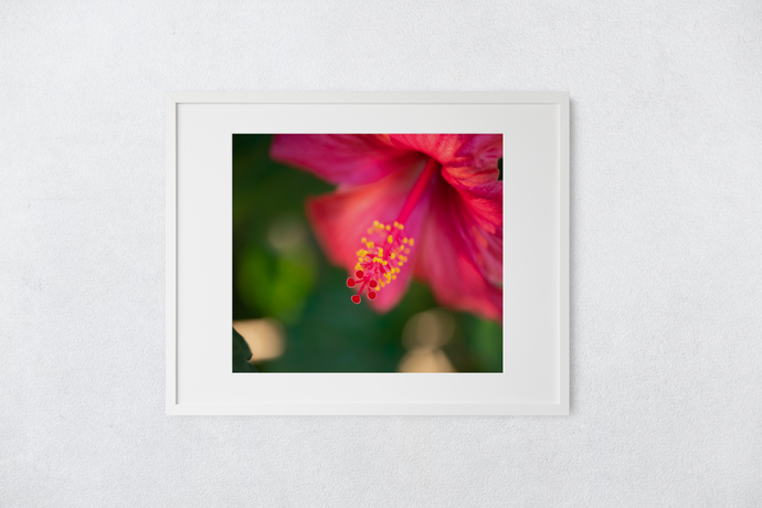 Fuchsia Hibiscus Flower, Macro photography, Oahu, Hawaii, Framed Matted Photo Print, Image