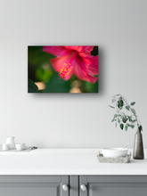 Load image into Gallery viewer, Fuchsia Hibiscus Flower, Macro photography, Oahu, Hawaii, Metal Art Print, Kitchen Interior, Image