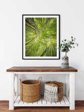 Load image into Gallery viewer, Abstract photography, green bamboo, sky view, Lulumahu Falls, Oahu, Hawaii, Framed Matted Photo Print, Entryway Interior, Image
