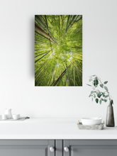 Load image into Gallery viewer, Abstract photography, green bamboo, sky view, Lulumahu Falls, Oahu, Hawaii, Metal Art Print, Kitchen Interior, Image
