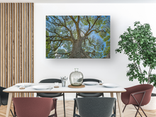 Load image into Gallery viewer, Monkeypod Tree, Sprawling Branches, Moanalua Gardens, Oahu, Hawaii, Metal Art Print, Dining Room Interior, Image