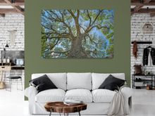 Load image into Gallery viewer, Monkeypod Tree, Sprawling Branches, Moanalua Gardens, Oahu, Hawaii, Metal Art Print, Living Room Interior, Image