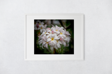 Load image into Gallery viewer, White, Pink, plumeria flowers, bouquet, Oahu, Hawaii, Matted Photo Print, Image