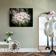 Load image into Gallery viewer, White, Pink, plumeria flowers, bouquet, Oahu, Hawaii, Metal Art Print, Bedroom, Dressing Room Interior, Image
