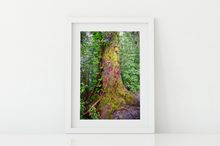 Load image into Gallery viewer, Yellow moss covered tree, lush rainforest Manoa Valley, Oahu, Hawaii, Matted Photo Print, Image