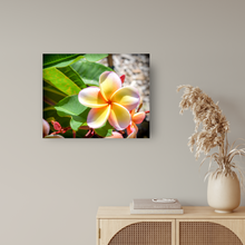 Load image into Gallery viewer, Pastel pink, yellow, plumeria flower, Oahu, Hawaii, Metal Art Print, Entryway Interior, Image