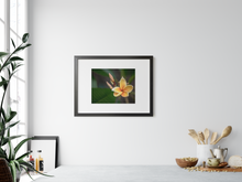 Load image into Gallery viewer, Yellow, Plumeria, Flower, Oahu, Hawaii, Framed Matted Photo Print, Interior Kitchen, Image