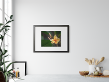 Load image into Gallery viewer, Yellow, Plumeria, Flower, Oahu, Hawaii, Framed Matted Photo Print, Interior Kitchen, Image
