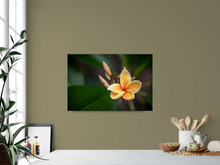 Load image into Gallery viewer, Yellow, Plumeria, Flower, Oahu, Hawaii, Metal Art Print, Interior Kitchen, Image
