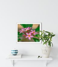 Load image into Gallery viewer, Pink, Plumeria, Flowers, Oahu, Hawaii, Framed Matted Photo Print, Interior Entryway, Image