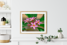 Load image into Gallery viewer, Pink, Plumeria, Flowers, Oahu, Hawaii, Framed Matted Photo Print, Interior Entryway, Image