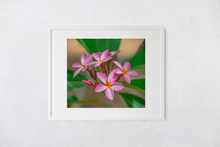 Load image into Gallery viewer, Pink, Plumeria, Flowers, Oahu, Hawaii, Matted Photo Print, Image