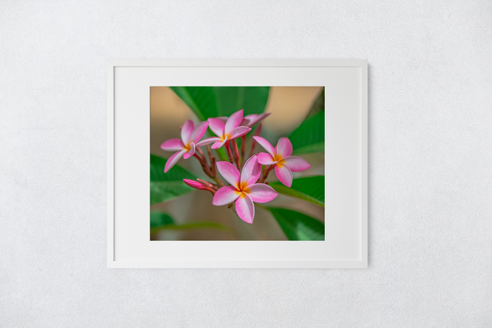 Pink, Plumeria, Flowers, Oahu, Hawaii, Matted Photo Print, Image