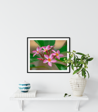 Load image into Gallery viewer, Pink, Plumeria, Flowers, Oahu, Hawaii, Framed Matted Photo Print, Interior Entryway, Image
