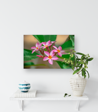 Load image into Gallery viewer, Pink, Plumeria, Flowers, Oahu, Hawaii, Metal Art Print, Interior Entryway,  Image
