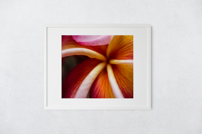 Macro, Pink, Orange, Plumeria Petals, Flower, Oahu, Hawaii, Matted Photo Print, Image