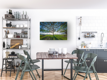 Load image into Gallery viewer, Tree, Branches, Beach Park, Ocean, Sun, Shadows, Waikiki, Oahu, Hawaii, Metal Art Print, Kitchen Interior, Image