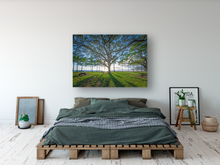 Load image into Gallery viewer, Tree, Branches, Beach Park, Ocean, Sun, Shadows, Waikiki, Oahu, Hawaii, Metal Art Print, Bedroom Interior, Image