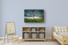 Load image into Gallery viewer, Tree, Branches, Beach Park, Ocean, Sun, Shadows, Waikiki, Oahu, Hawaii, Metal Art Print, Kids' Room Interior, Image