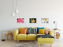 Load image into Gallery viewer, Pink, Orange, Plumeria Flowers Blooming, Oahu, Hawaii, Matted Photo Print, Image Pink, Orange, Plumeria Flowers Blooming, Oahu, Hawaii, Framed Matted Photo Print, Interior Living Room, Image