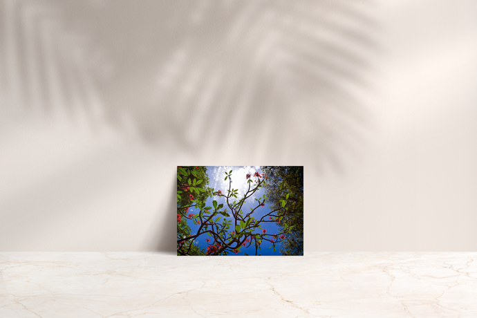 Plumeria Tree, Red Flowers, Green Leaves, Blue Sky, Oahu, Hawaii, Folded Note Card, Image