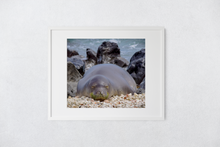 Load image into Gallery viewer, Hawaiian Monk Seal, Coral, Rocks, Ocean, Ka'ena Point, Oahu, Hawaii, Matted Photo Print, Image