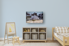 Load image into Gallery viewer, Hawaiian Monk Seal, Coral, Rocks, Ocean, Ka'ena Point, Oahu, Hawaii, Metal Art Print, Kids' Bedroom, Image