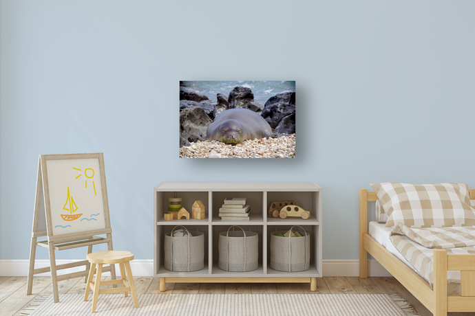 Hawaiian Monk Seal, Coral, Rocks, Ocean, Ka'ena Point, Oahu, Hawaii, Metal Art Print, Kids' Bedroom, Image