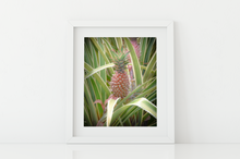 Load image into Gallery viewer, Pink pineapple, leaves, Oahu, Hawaii, Matted Photo Print, Image