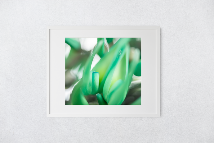 Jade vine plant, macro photography, abstract, Oahu, Hawaii, Framed Matted Photo Print, Image
