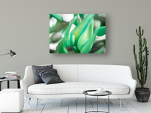 Load image into Gallery viewer, Jade vine plant, macro photography, abstract, Oahu, Hawaii, Metal Art Photo Print, Living Room Interior, Image