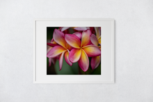 Load image into Gallery viewer, Pink, Yellow, Plumeria, Flowers, Petals, Oahu, Hawaii, Matted Photo Print, Image