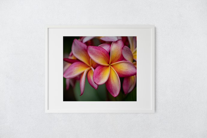 Pink, Yellow, Plumeria, Flowers, Petals, Oahu, Hawaii, Matted Photo Print, Image