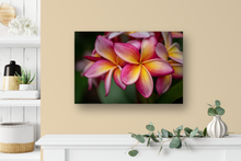 Load image into Gallery viewer, Pink, Yellow, Plumeria, Flowers, Petals, Oahu, Hawaii, Metal Art Print, Entryway Interior, Image