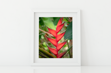 Load image into Gallery viewer, Red heliconias, lush green jungle foliage, Oahu, Hawaii, Matted Photo Print, Image