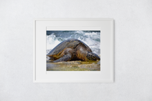 Load image into Gallery viewer, Hawaiian green sea turtle, Ocean, Rocky Shore, North Shore, Oahu, Hawaii, Matted Photo Print, Image