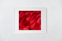 Load image into Gallery viewer, Red flower petals, closeup, macro, Manoa, Oahu, Hawaii, Framed Matted Photo Print, Image