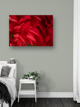 Load image into Gallery viewer, Red flower petals, closeup, macro, Manoa, Oahu, Hawaii, Metal Art Print, Image