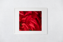 Load image into Gallery viewer, Red flower petals, closeup, macro, Manoa, Oahu, Hawaii, Framed Matted Photo Print, Image