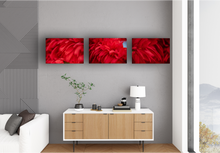 Load image into Gallery viewer, Red flower petals, closeup, macro, Manoa, Oahu, Hawaii, Metal Art Print, Living Room Interior, Image
