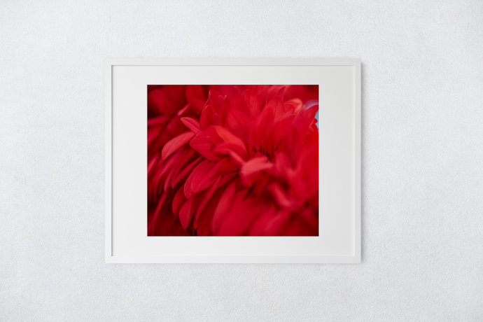 Red flower petals, closeup, macro, Manoa, Oahu, Hawaii, Framed Matted Photo Print, Image