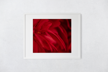 Load image into Gallery viewer, Red flower petals, closeup, macro, Manoa, Oahu, Hawaii, Framed Matted Photo Print, Image