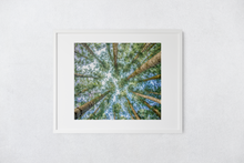 Load image into Gallery viewer, Cook Pine Trees, Sky, Oahu, Hawaii, Matted Photo Print, Image
