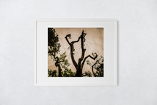 Load image into Gallery viewer, Tree silhouette, Leaves, Clouds, Abstract, Oahu, Hawaii, Matted Photo Print, Image