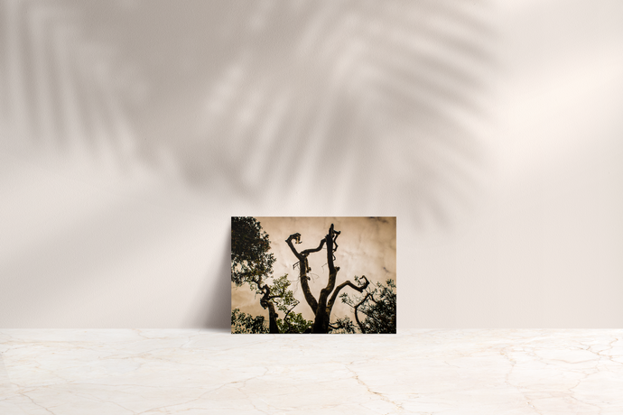 Tree silhouette, Leaves, Clouds, Abstract, Oahu, Hawaii, Folded Note Card, Image
