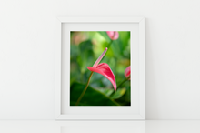 Load image into Gallery viewer, Pink Anthurium, Green Rainforest, Manoa, Oahu, Hawaii, Framed Matted Photo Print, Image